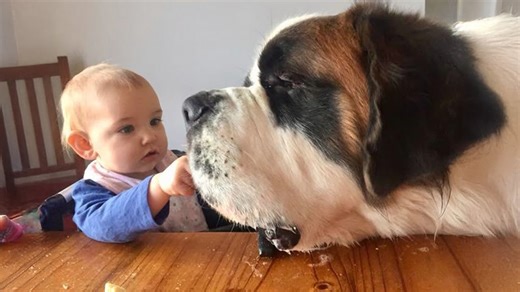 150-pound dog grows up as baby’s loyal companion and friend