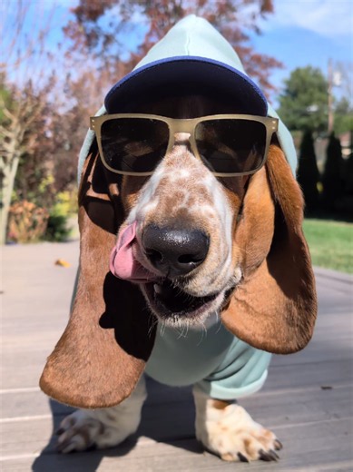 Norman Bunz the Basset — Funny Basset Hound Clips