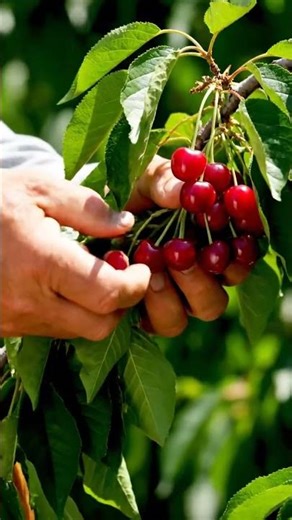 hand harvesting the cherriesaerial