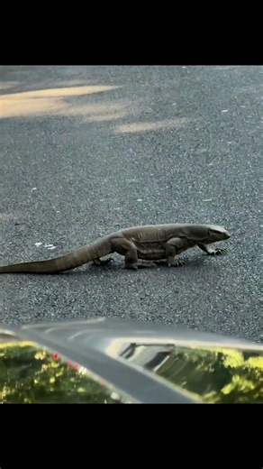 Ye kya aa gaya #souravjoshivlogs #piyushjoshi #souravjoshi #piyushjoshivlogs #tranding #vlog