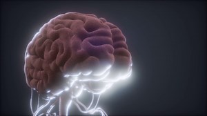 Animated Model Of Human Brain Stock Motion Graphics SBV-338112517 - Storyblocks