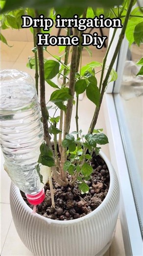 Drip irrigation Home Diy #diy #reallifehacks #garden #ilovegadgets