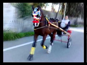 CAVALLO DA CORSA.