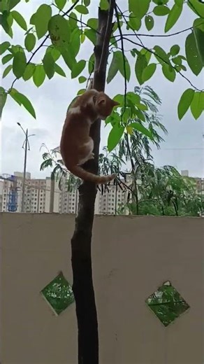 🐱✨ "My Cat Climbing the Tree!"