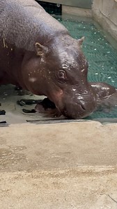 Everywhere Hugo, I go. 💙 We're excited to officially introduce you to our baby pygmy hippo, Hugo! His name means smart and spirited, just like we expect him to be. ✨ Hugo and mom Penelope are still spending time behind the scenes, but we’re hoping they’ll make their first appearance on habitat later this month. Until then, tune in to all the cuteness on our livestream: jbzoo.org/baby-hippo-cam-live-feed/ Thank you to everyone who voted and donated. Your support helps us provide the best care fo