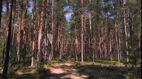 Forest pine trees walk move around through dreamy cinematic straight path POV. UK Scotland Canada USA Europe inside nature reserve landscape with tall vertical tree virgin vegetation summer sunny warm