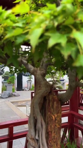 Penjing #chinese #art #bonsai #trees #garden #china