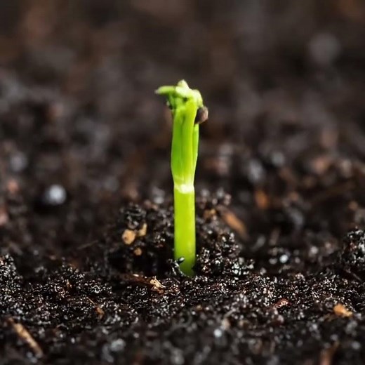 Dill plant growing time lapse