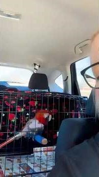 We Picked Up This Surrendered Macaw 💔 #shorts #macaw #parrotrescue #animalrescue #birdrescue