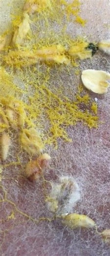 slime mold time lapse