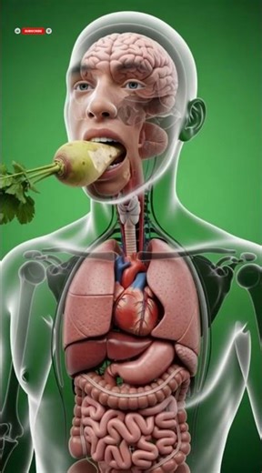 What Happens Inside Your Body When You Eat Swede? | 3D Medical Animation #digestiveprocess #science