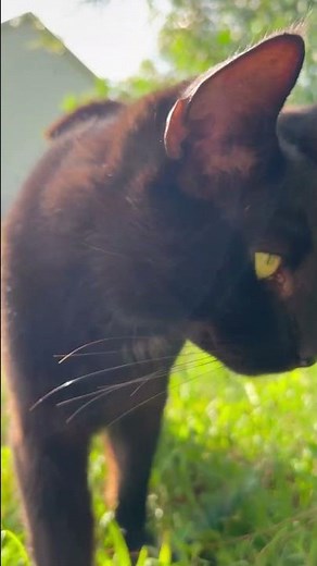 Playing with Ranch Cats in the woods when “Camping”🐱🌱