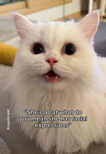 Fluffy Ragdoll Cat Meowing: The Many Faces of a Cloud