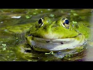 Frog Sound - Frog croaking in the pond - Frogs croaking