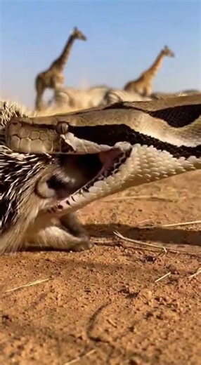 This Is Exactly Why Pythons Usually Do Not Eat Hedgehogs
