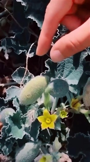 svs_ennum_eppozhum_evideyum on Instagram: "വെള്ളരി പൊട്ടാസ് Squirting cucumber malayalam shorts The squirting cucumber (Ecballium elaterium) is a fascinating plant native to the Mediterranean region, known for its unique method of seed dispersal. When the fruit ripens, it builds up internal pressure, and at the slightest touch, it violently ejects its seeds and liquid through an opening at the stem. This explosive dispersal can propel seeds up to 6 meters away, ensuring they spread over a wide a
