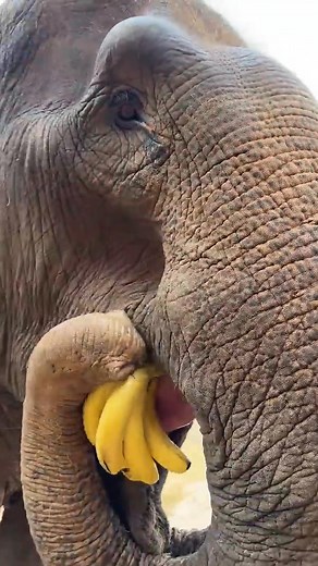 A bunch of bananas in one bite. Elephant eating. POV. | Mischievous Elephant