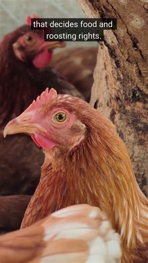 Chickens have a pecking order!