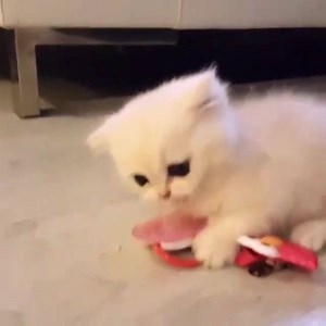 1M views · 33K shares | This kitten has a pacifier and I can't cope  | Cat Lovers Only | Facebook