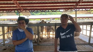 Imported brahman heifers of Krisha’s Livestock Farm Inc. | Adelaide River Farms