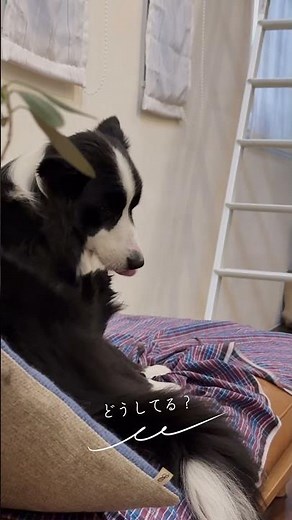 肉球ケアどうしてる？How do you protect your dog’s paws? 🐾