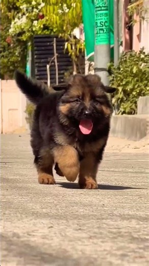 contact 8810623046 today German Shepherd puppy available 🐾 strong bloodline healthy trained#vuraldog