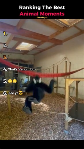 Ranking The Best Animal Moments (Monkeys)