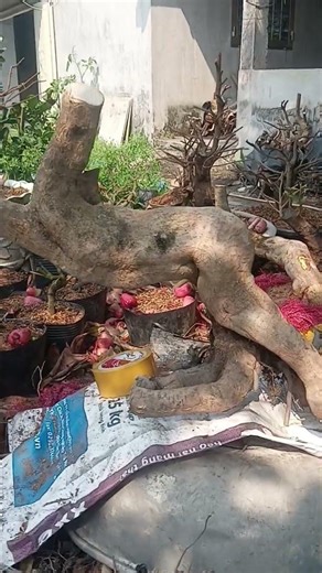 American paper, ms2, 300k including shipping, 0365.16.15.18