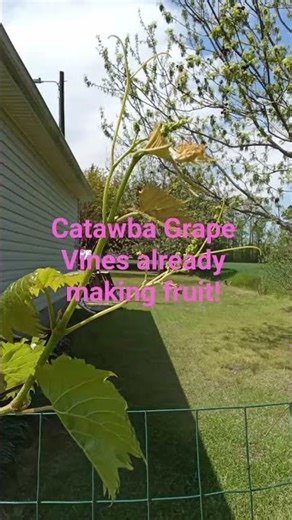 Catawba Grape Vines Already Started To Make Fruit #grape #catawba #winegrape #gardening #homestead