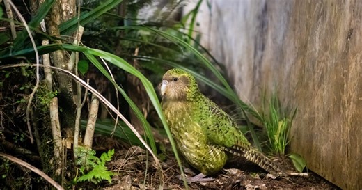 To save its unique and rare birds, New Zealand is turning to AI and genetic research