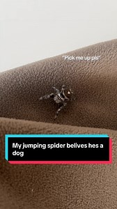 Jumping Spider That Thinks It’s a Dog — Cute Pet Moment
