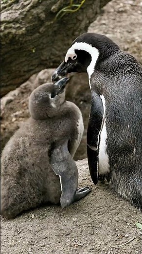 People Stunned as Penguin Shows Heart-Melting Love to Its Baby — Rare Moment Captured!
