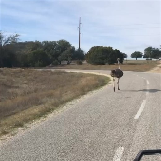 173K views · 316 reactions | Ostriches are arguably the worlds best...
