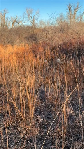 Point. Flush. Retrieve. on Instagram: "When you think he’s going one way, he’s going the other. Great day with @redkingservices #dogtraining #birddogtraining #birddogs #dogtrainer #gspofinstagram birddogsofinstagram birddogoftheday labrador pheasant quail uplandbirds"