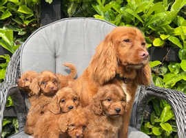 Red Cockapoo puppies