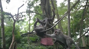 Slow motion of two macaque monkeys fighting in tree branches in Bali woodland jungle. Teeth showing & one wet & swinging in branches.