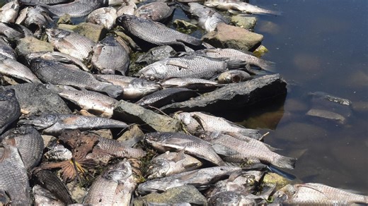 Massive fish kill ‘canary in coal mine’ for estuaries