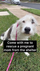 Whitney | Foster Dog Enthusiast 🐾 | You guys. I don’t know what’s happening but I think the mamas are coming to me in trios. I don’t even have a name for this mama yet as she... | Instagram