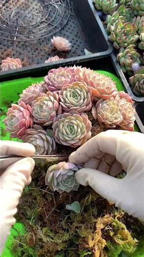 Creative Succulent Decoration Ideas for Your Home & Garden