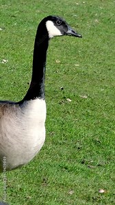 Canadian goose walking in green grass and mud near lake pond. High quality photo