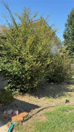 I did that all by myself 😏 idc how bad it looks I HATED that bush #homeowner #shrubremoval #ihatedthisthing