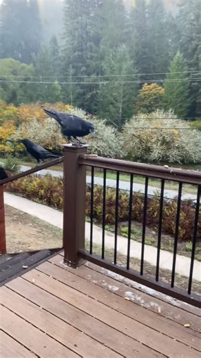 Laura J. Testa-Reyes on Instagram: "Ravens on the rail. #raven #wildbird #commonraven"