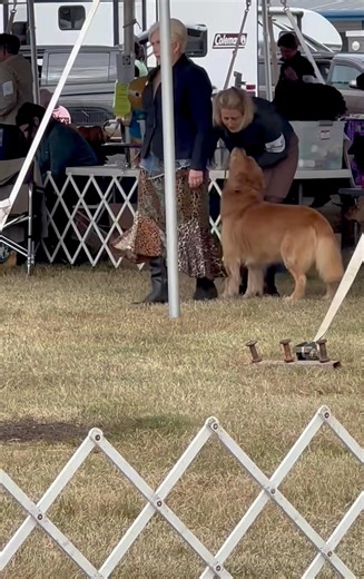 New GCH Kodi! Best of Breed and an almost 300 dog Sporting Group 2 under Kathy Lorentzen, BOS under Linda Willard and Select Dog under Katherina Savage. Jonesy picked up a 5 point major reserve under Kathy Lorentzen from the BBE puppy class and Best Puppy under Linda Willard, too! A great weekend at the Lower James River Golden Retriever Club specialties. The Retriever Mania event held on Saturday afternoon was a fantastic addition. We missed the Sunday show due to work Monday, sorry! Good to se