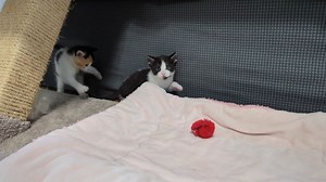 21K views · 3.4K reactions | Jay and Myrtle and Nick do some tussling, including some butt-biting, which as you know is an important skill in the tussle arena. Then Nick goes for a climb! | Love & Hisses | Facebook