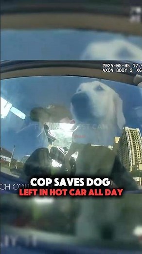 Cop Saves Dog Left in HOT Car All Day 😳