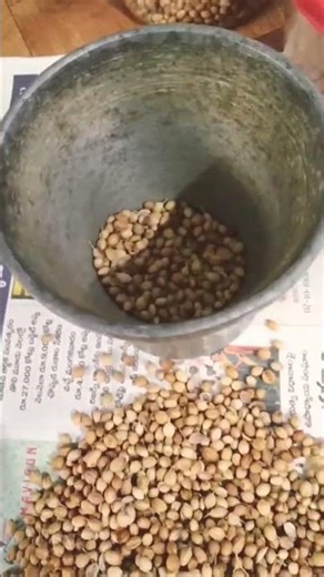 What happens if you eat coriander with food?