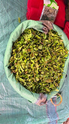 Miraa: Kenya's Natural Stimulant — What It Is & What It Does To Your Mind