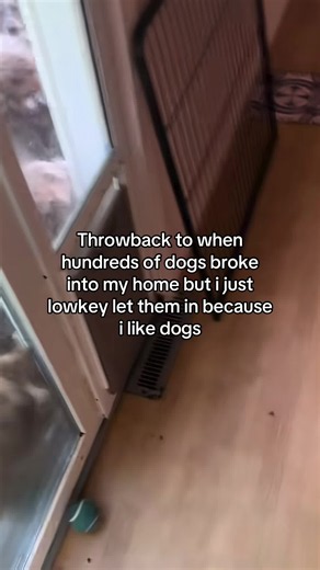 Anyone want one?? starting at $67 bucks #funny #fyp #xyzbca #relatable #dogsoftiktok