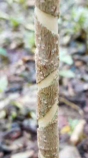 8.6K views · 133 reactions | This bonsai program highlights a traditional technique of aging the tree's appearance by making fine cuts on the trunk, creating a natural and ancient look. #bonsai #bonsaitree | Joni Lawoh | Facebook