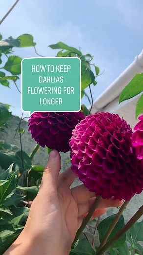 The Cornish Home on TikTok